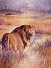 Lion and tiger in african grasses