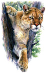 Mountain Lion watercolor