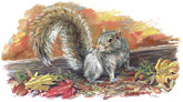 Grey Squirrel with acorn illustration