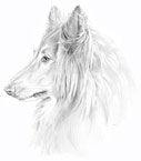 lassie, sheep dog, sheepdog spot illustration