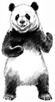 panda drawing, bear illustration, giant panda