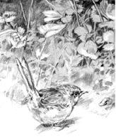 Click for Children"s Book Drawing Samples