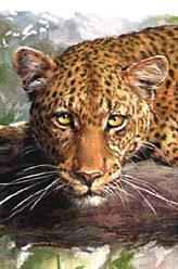 Click for Wildlife Sample Art Illustrations