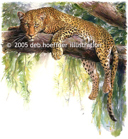 Stock image of spotted Leopard in Jungle endangered animal