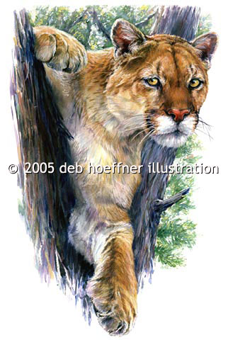 Mountain Lion for magazine spot illustration