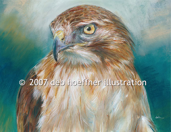 purchase stock illustration image of red-tailed hawk, birds of prey, eagles and falcons, raptor