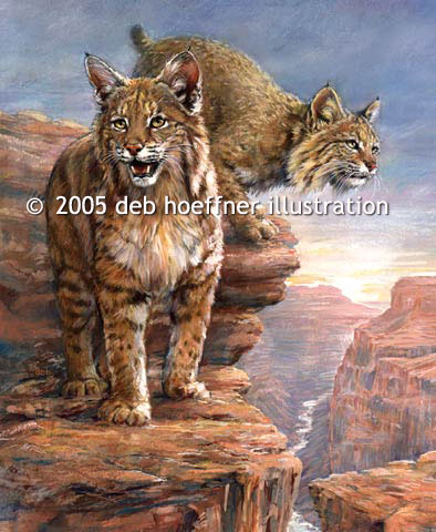 purchase print or use as stock image of Bobcat in Grand Canyon Country