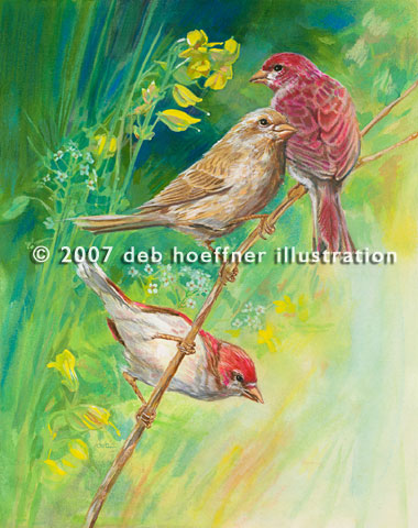 purple finches watercolor illustration for children's book by talented illustrator and artist