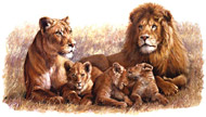 where can i get a stock image of lion Family Pride